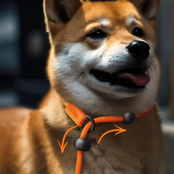 Nylon Slip Lead Dog Slip Leash and Collar Dog Training Leash with Double Handle Heavy Duty Dog Lead No Pull Puppy Walking Leash